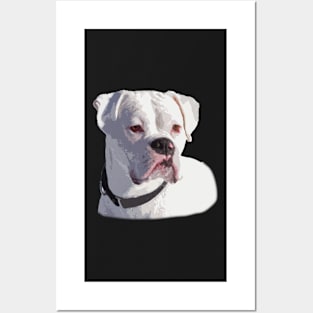 All White Boxer Dog Portrait Posters and Art